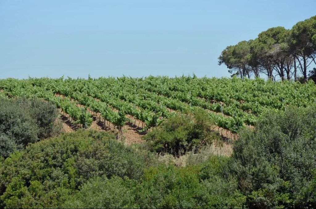 Vigneti collinari Cantina Lecis Soleminis Parteolla produzione di Cannonau Vermentino
