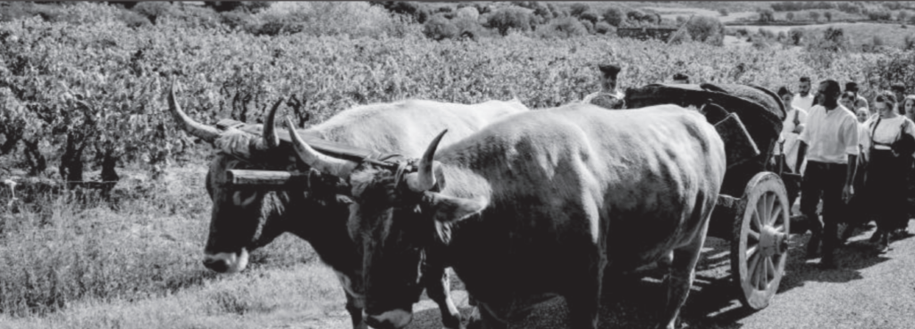 Tradizione Vitivinicola Sardegna Cantina Lecis vendemmia storica Soleminis