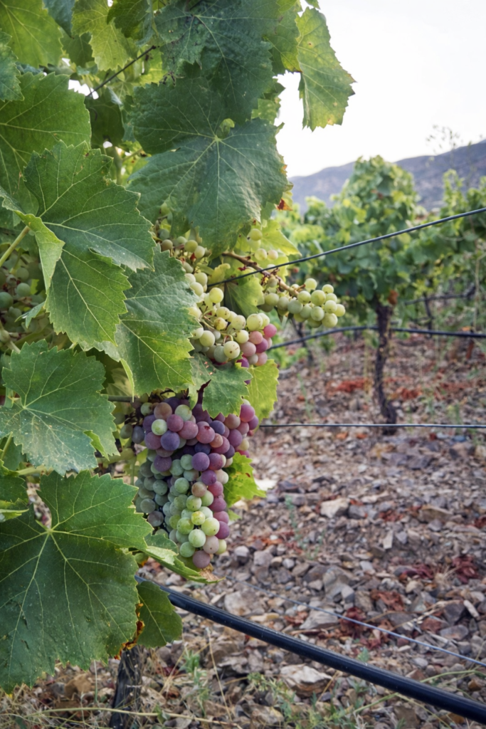 Dettaglio uve Cannonau Cantina Lecis Soleminis